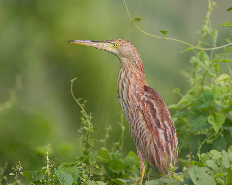 Ixobrychus sinensis