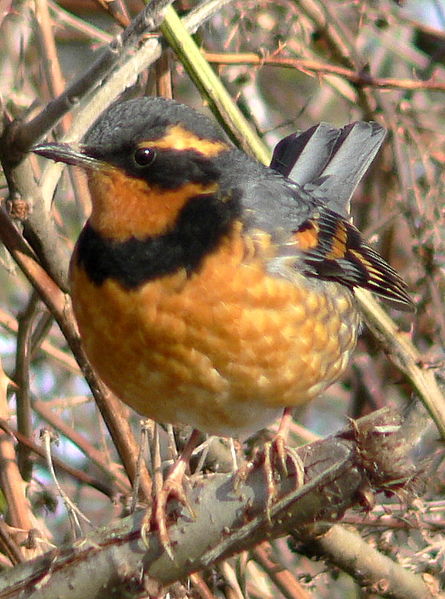 Ixoreus naevius