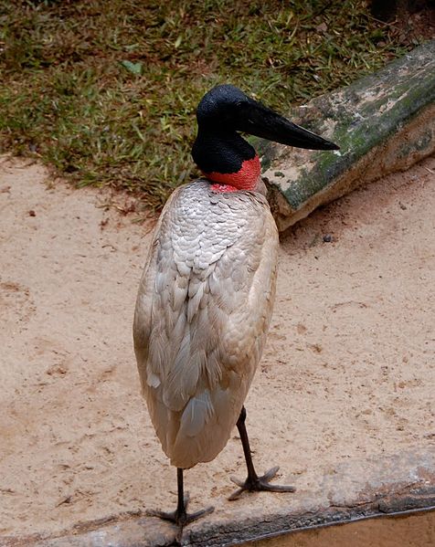 Jabiru mycteria