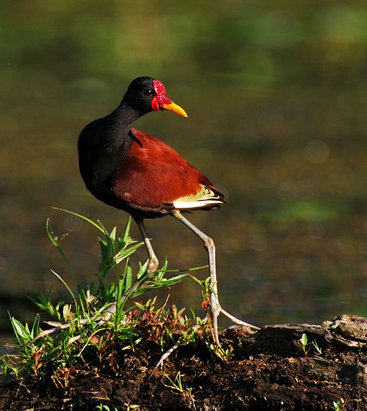 Jacana jacana