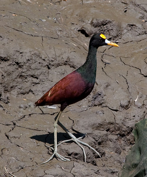 Jacana spinosa