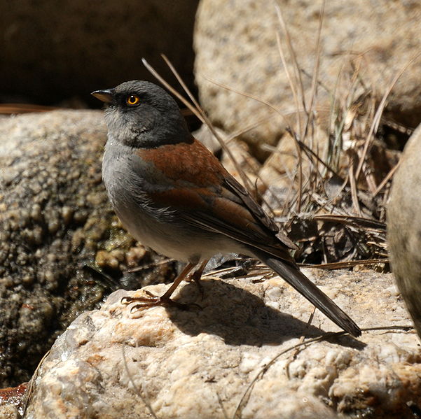 Junco phaeonotus