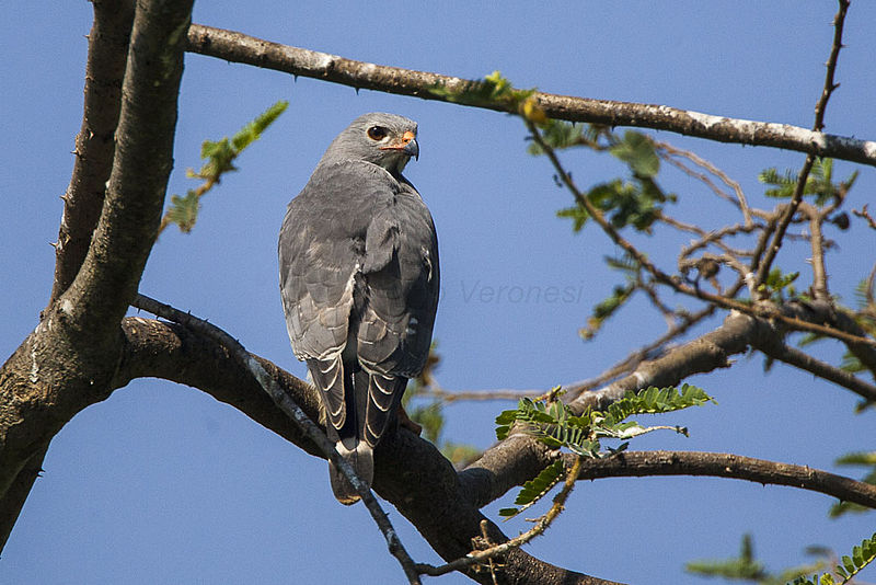 Kaupifalco monogrammicus