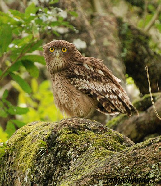 Ketupa zeylonensis