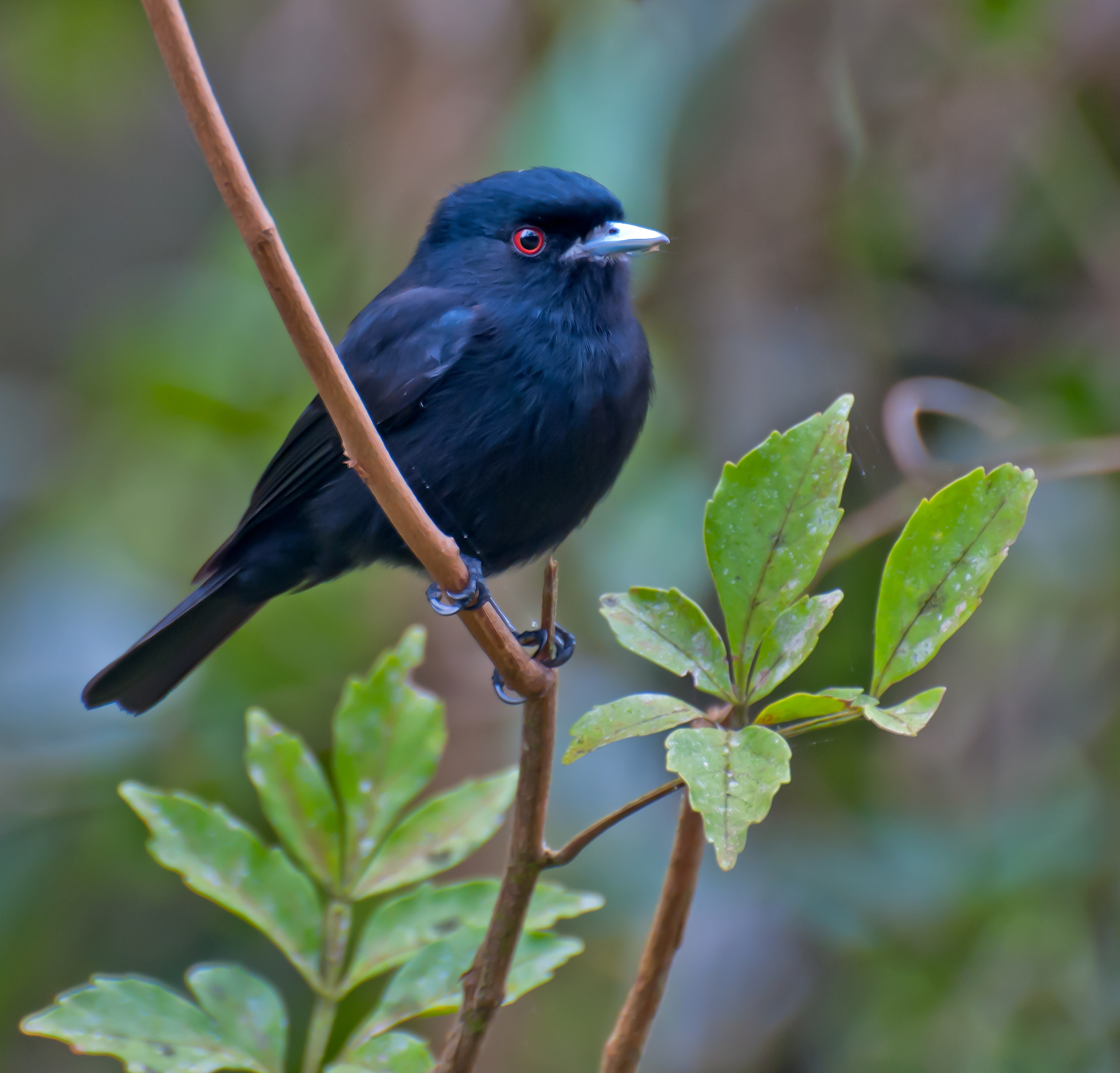 Knipolegus cyanirostris