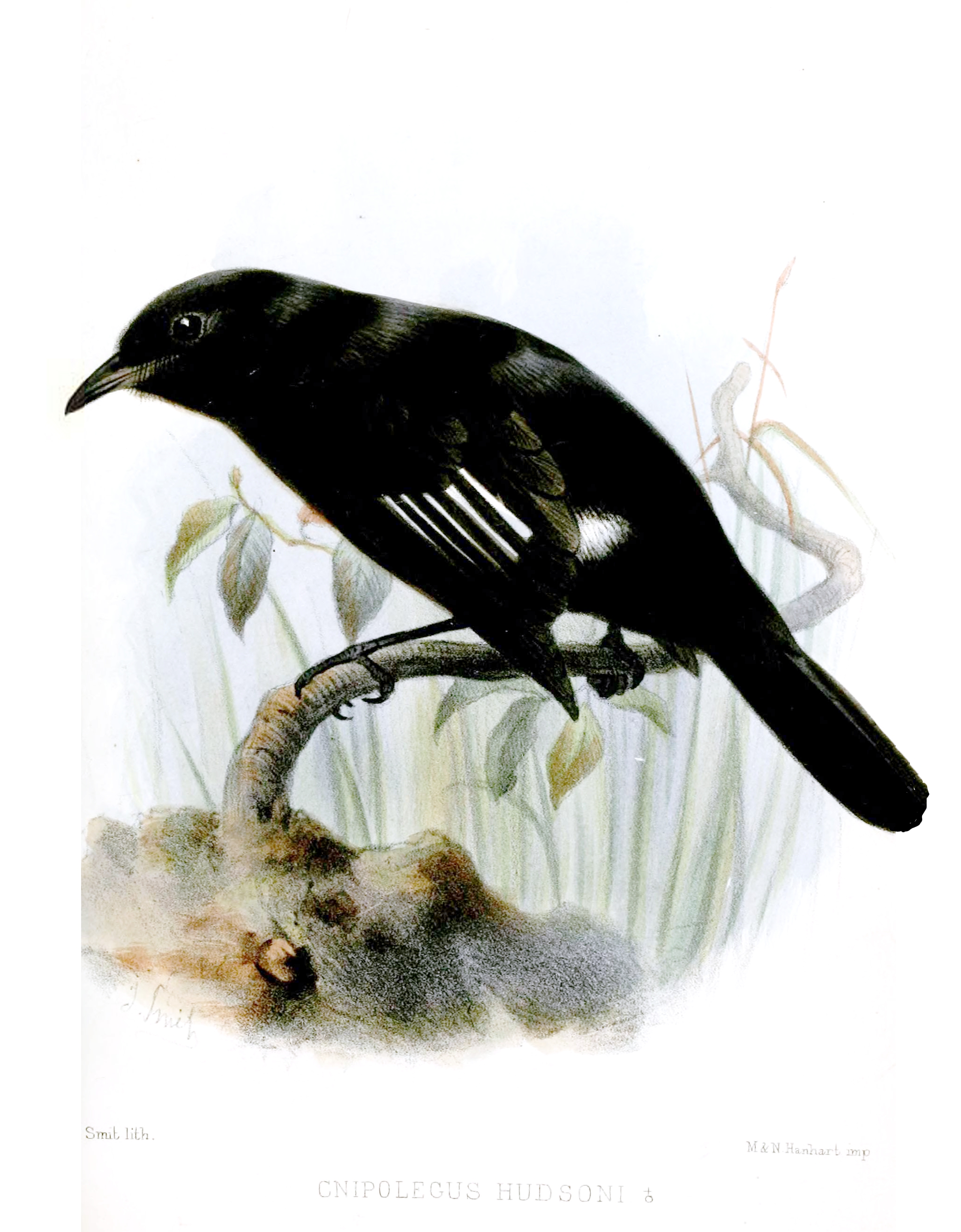 Knipolegus hudsoni