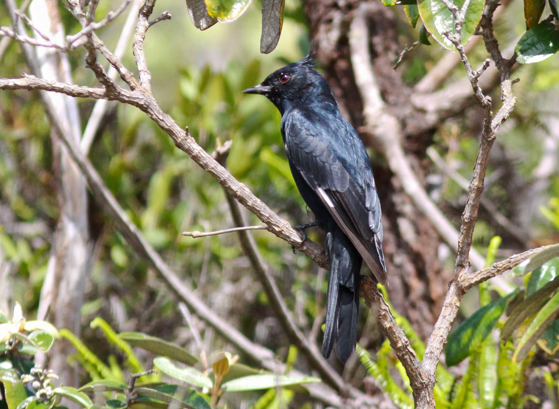 Knipolegus lophotes