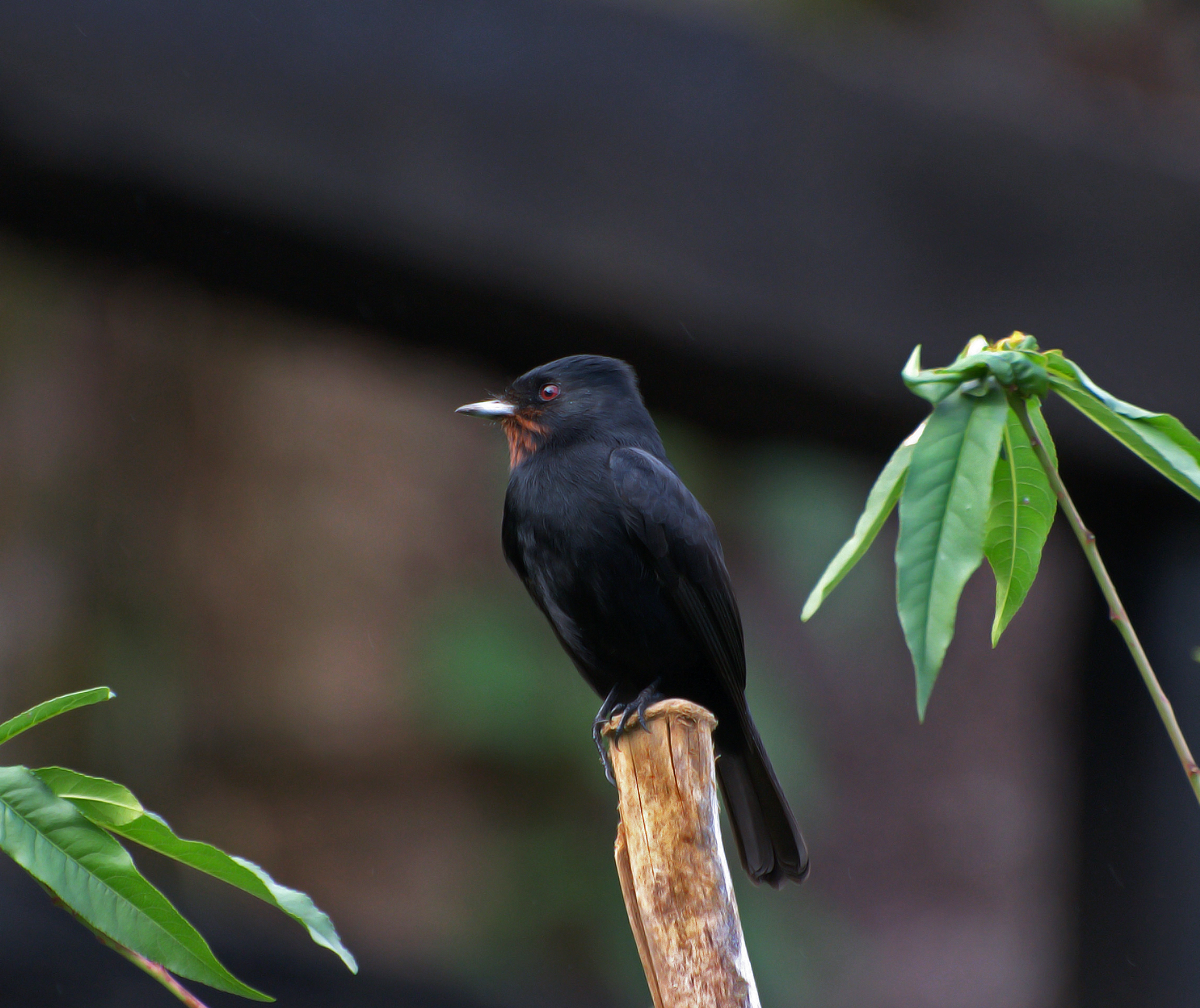 Knipolegus nigerrimus
