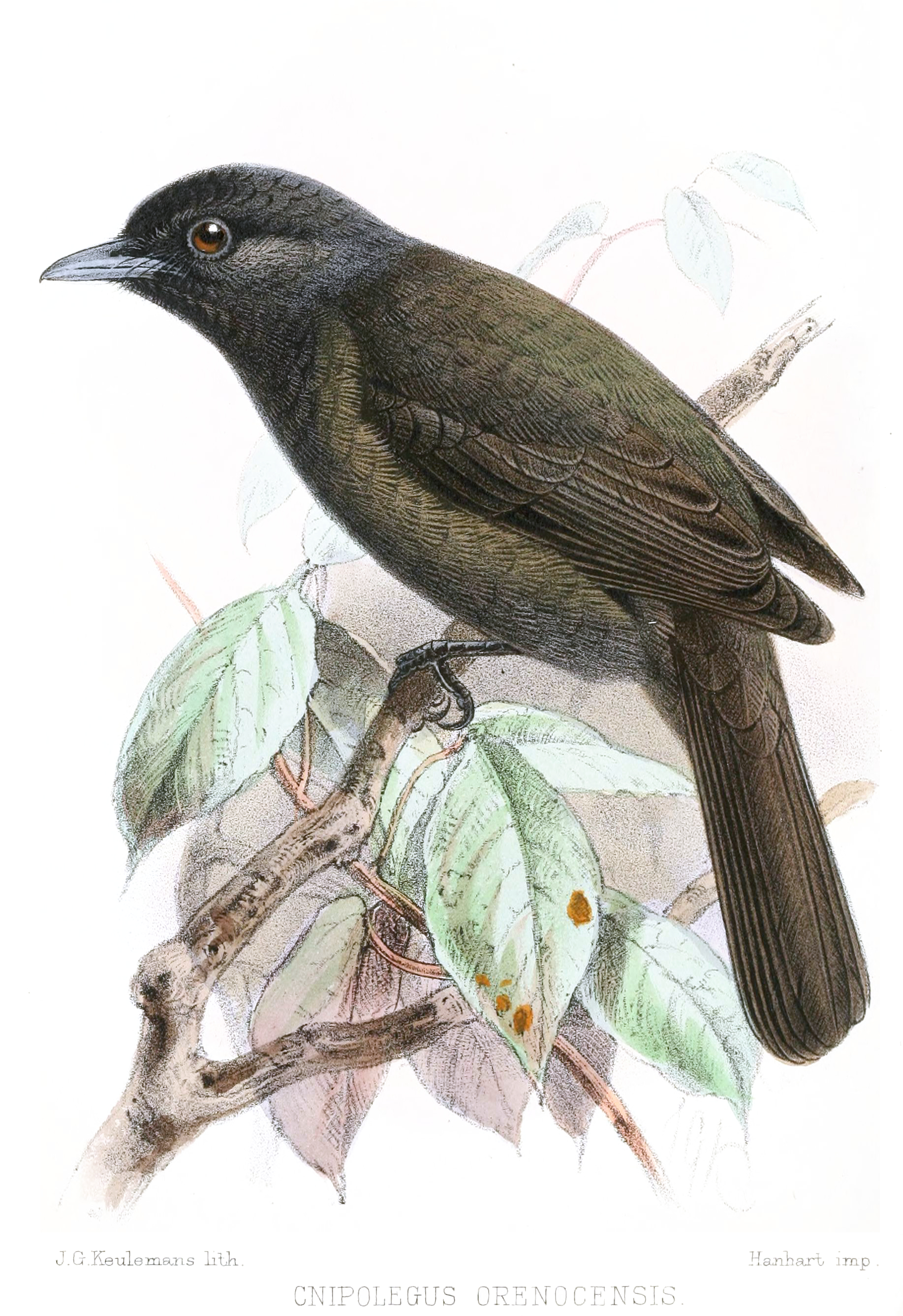 Knipolegus orenocensis