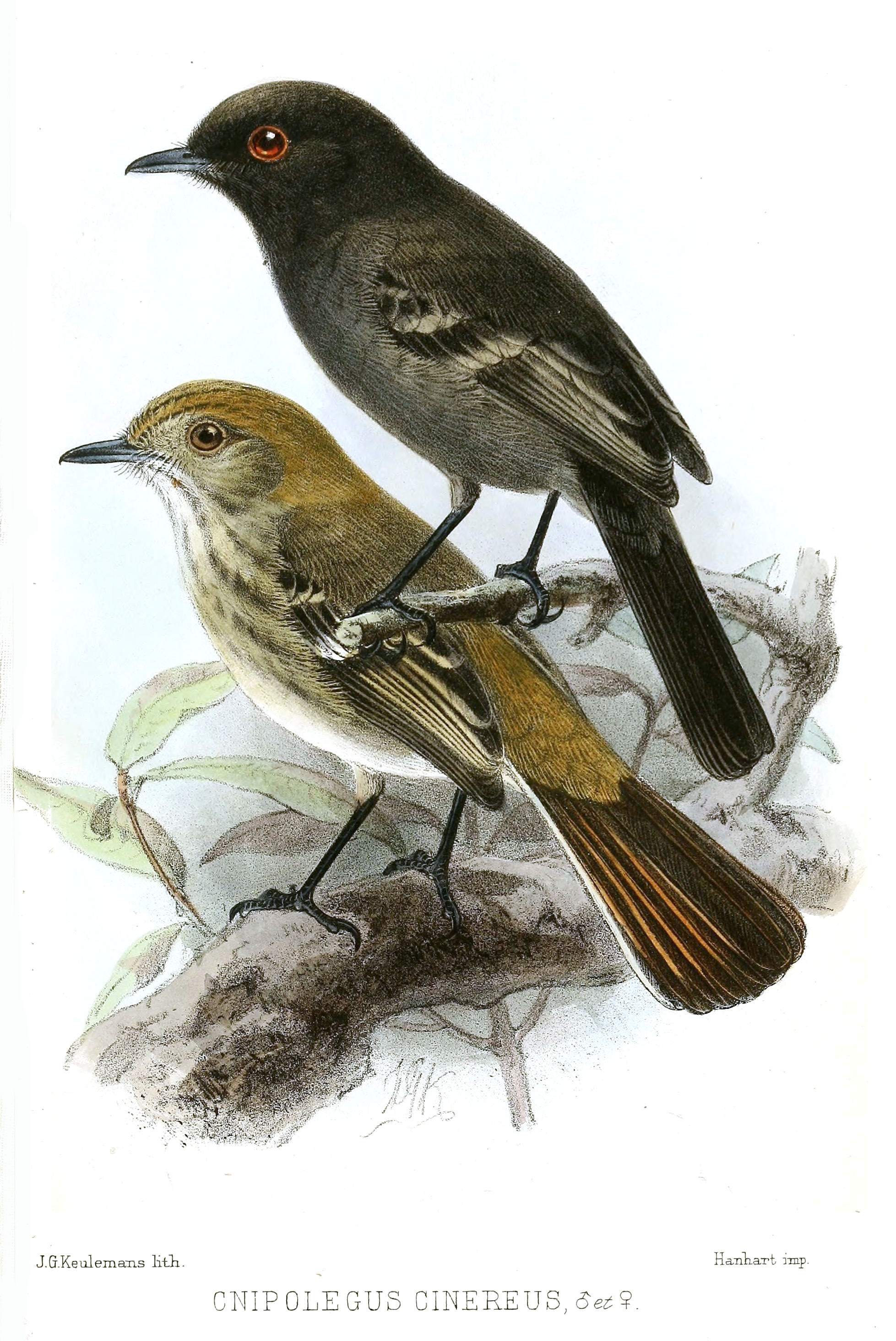 Knipolegus striaticeps