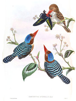 Lacedo pulchella