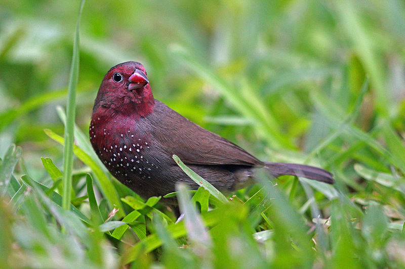Lagonosticta nitidula
