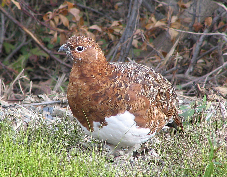 Lagopus lagopus