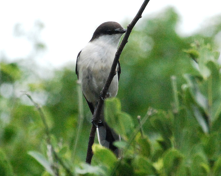 Lalage leucopyga