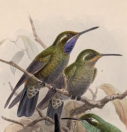 Lampornis amethystinus