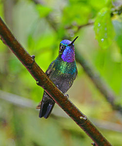 Lampornis calolaemus