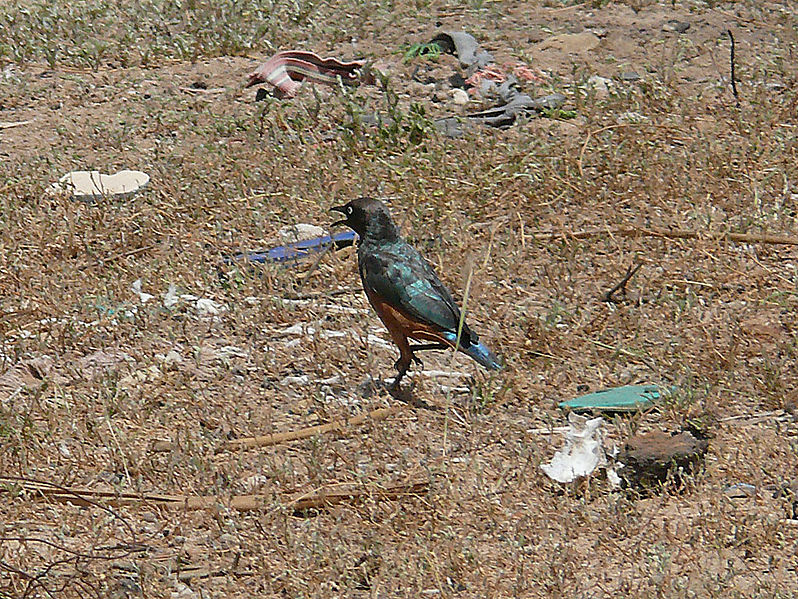 Lamprotornis pulcher