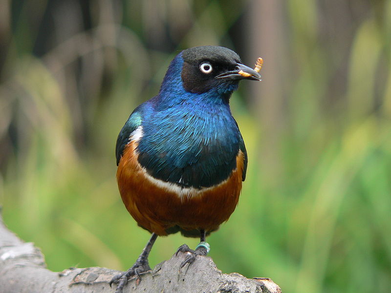 Lamprotornis superbus