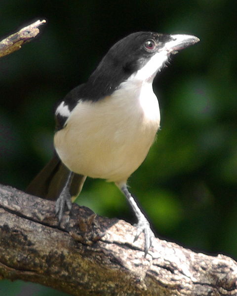 Laniarius aethiopicus