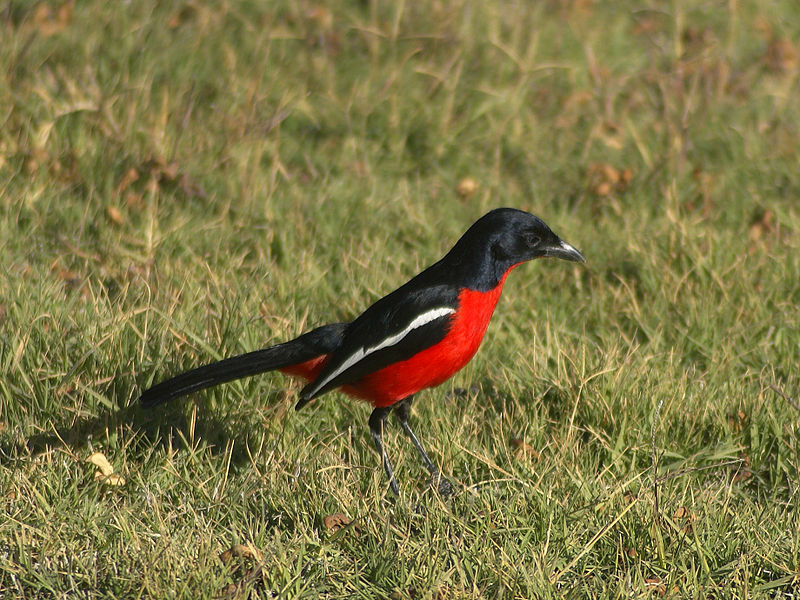 Laniarius atrococcineus