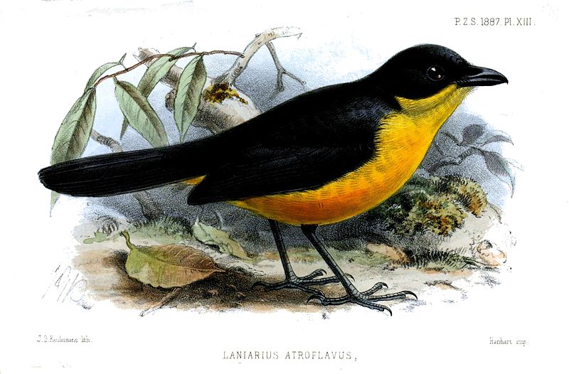 Laniarius atroflavus