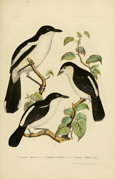 Laniarius bicolor