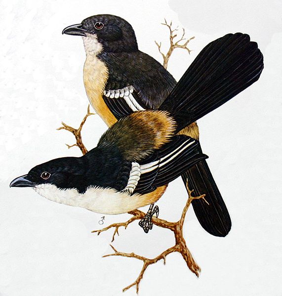 Laniarius ferrugineus