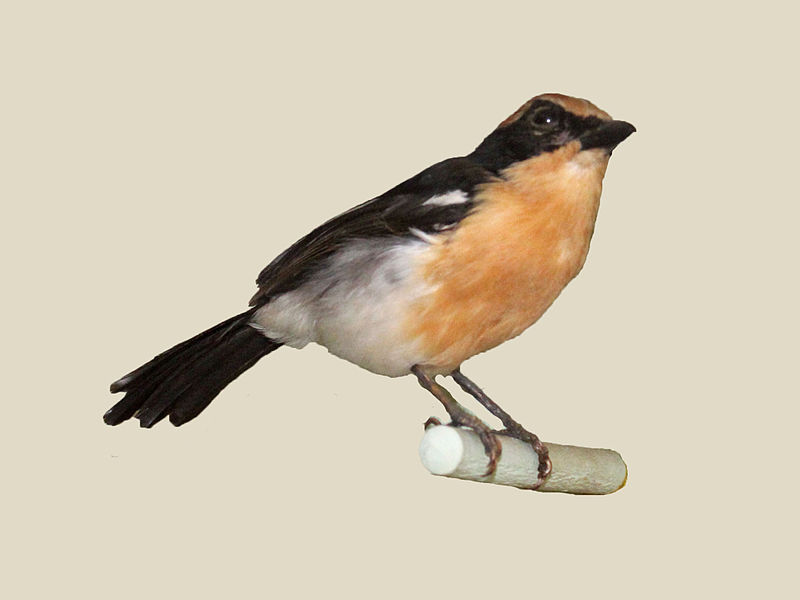 Laniarius luehderi