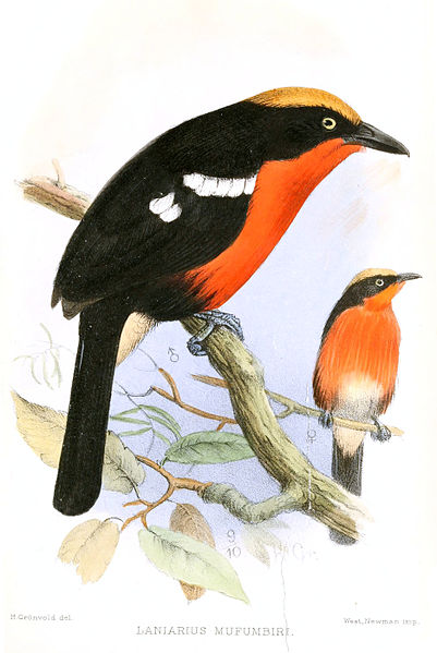 Laniarius mufumbiri