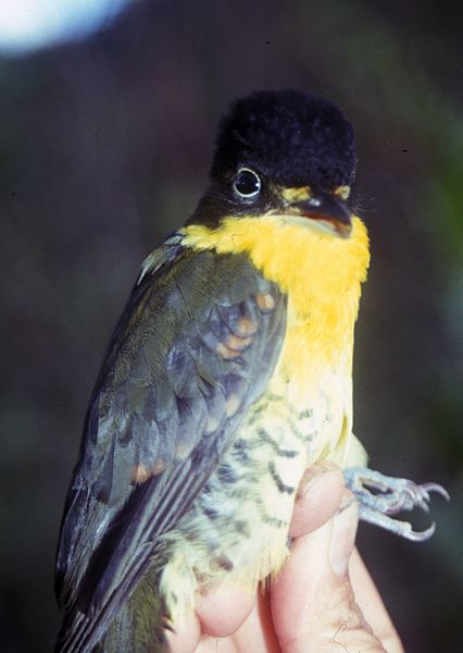 Laniisoma elegans