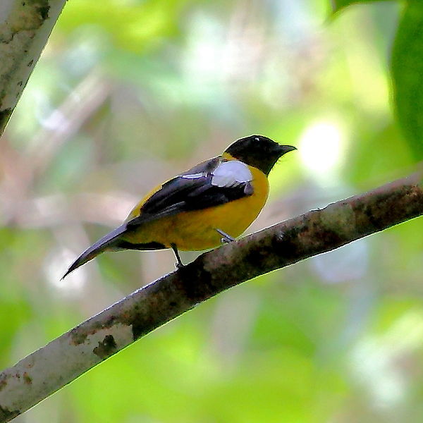 Lanio versicolor