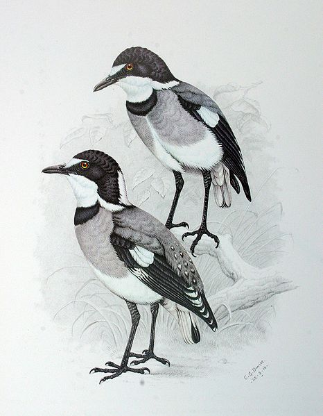 Lanioturdus torquatus