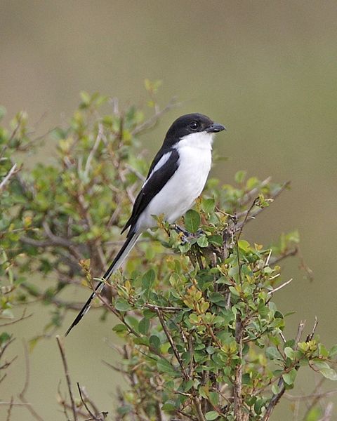 Lanius collaris