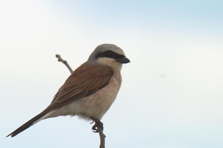 Lanius collurio