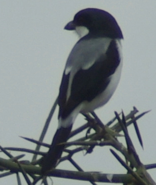 Lanius dorsalis
