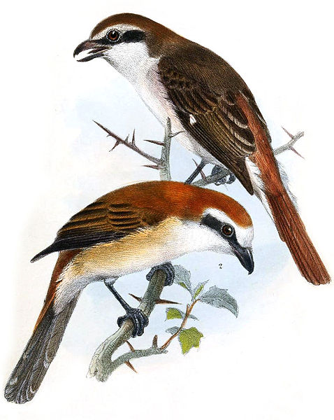 Lanius isabellinus