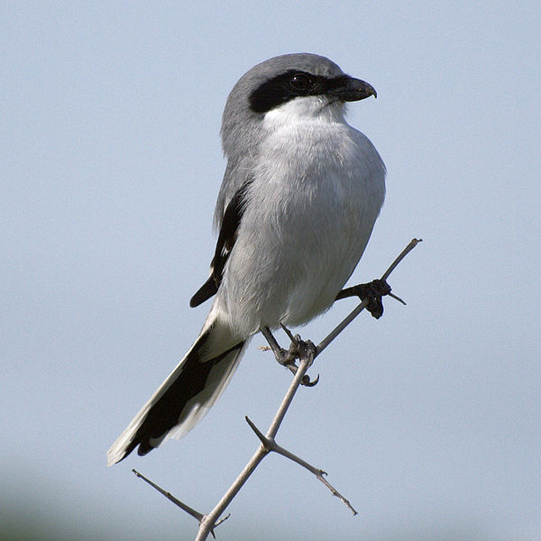 Lanius ludovicianus