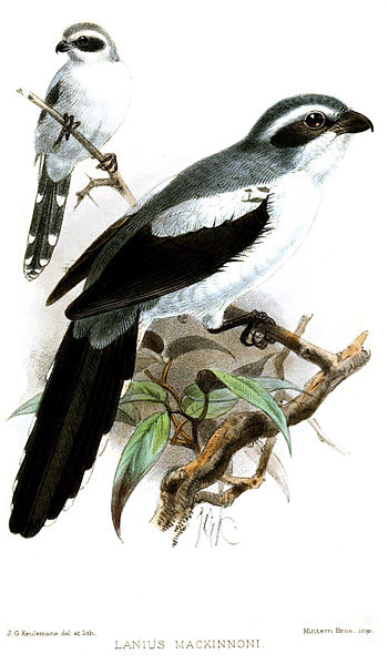 Lanius mackinnoni