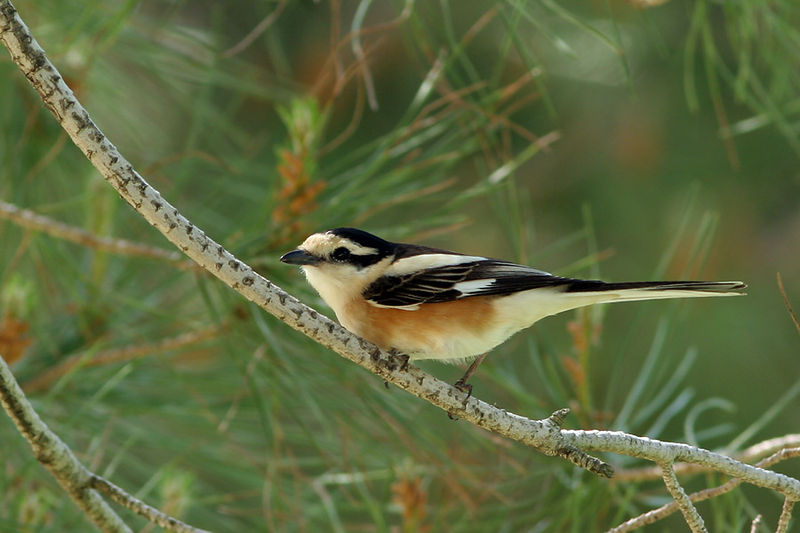Lanius nubicus