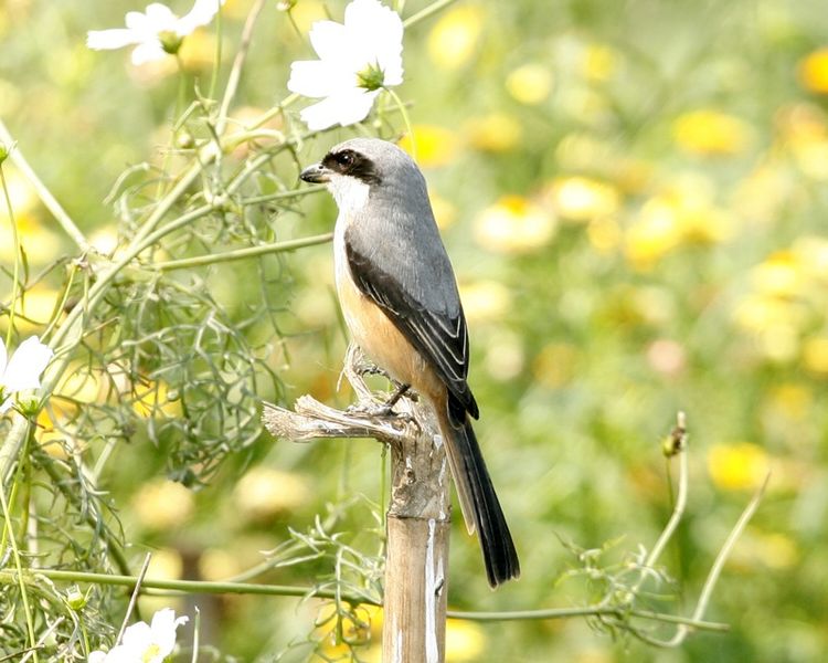 Lanius tephronotus