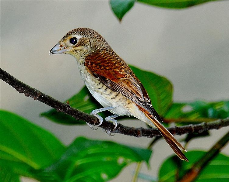 Lanius tigrinus