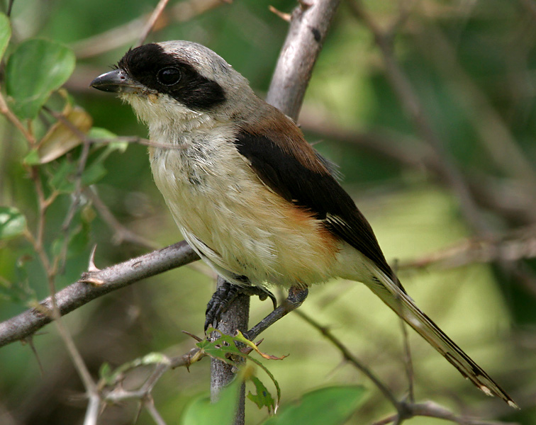 Lanius vittatus