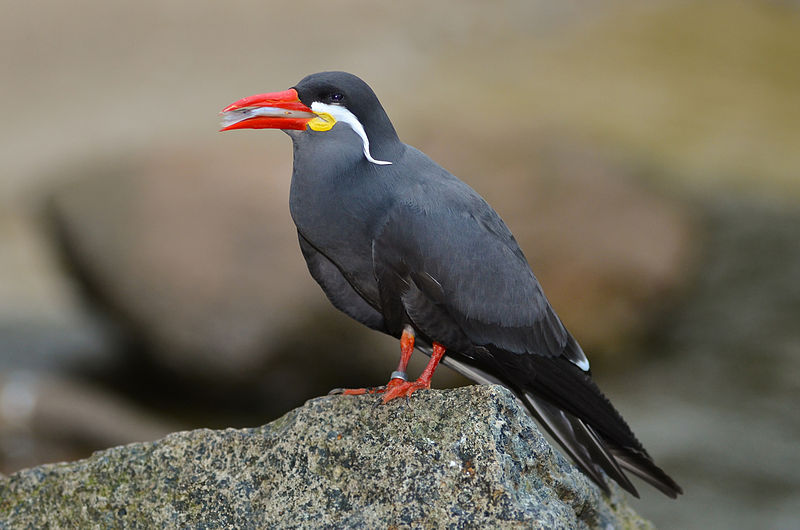 Larosterna inca
