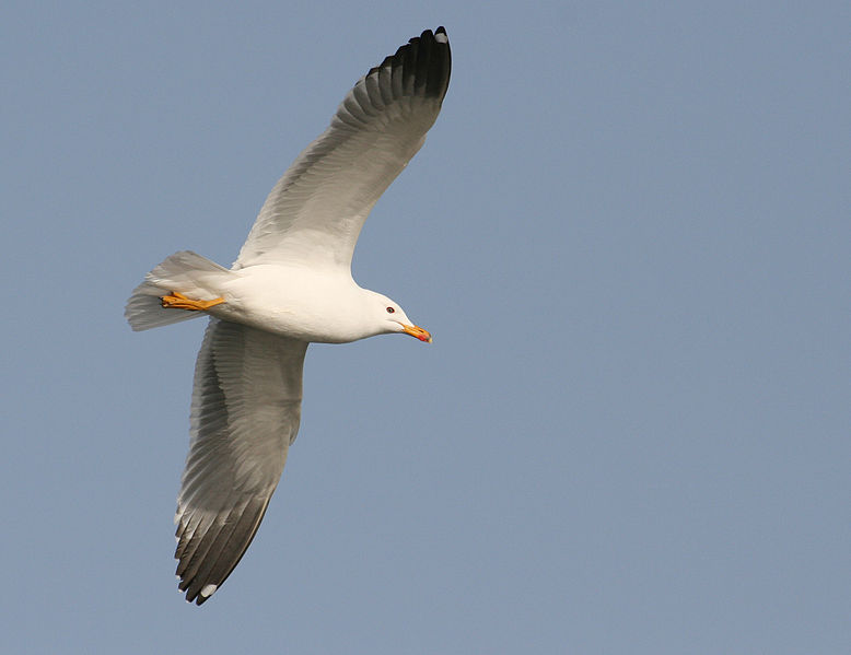 Larus armenicus