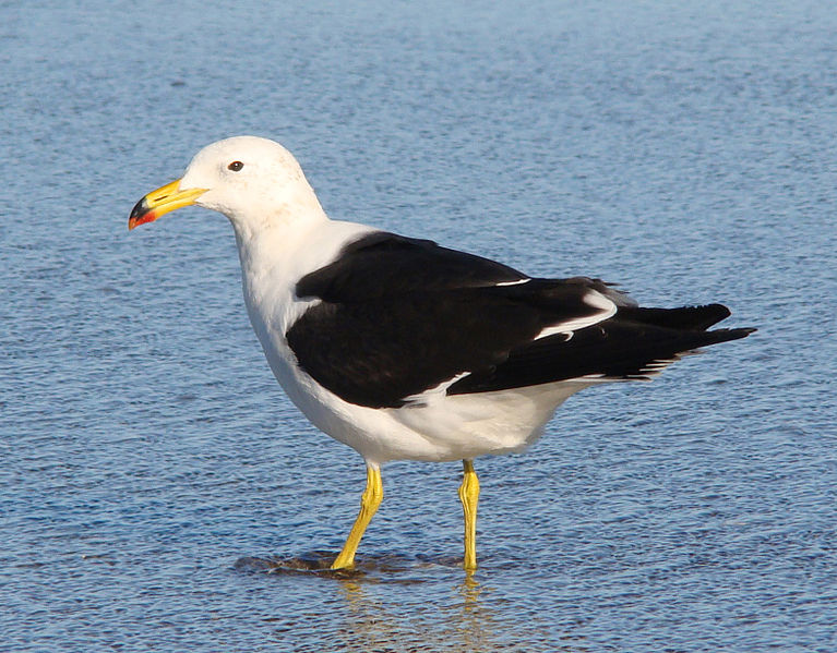 Larus atlanticus