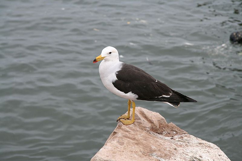 Larus belcheri