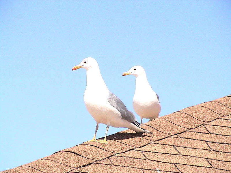 Larus californicus