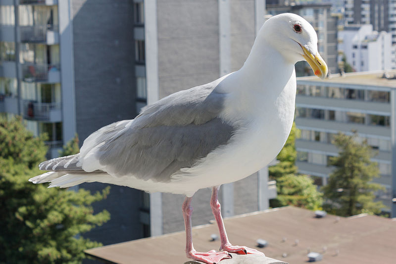 Larus glaucescens