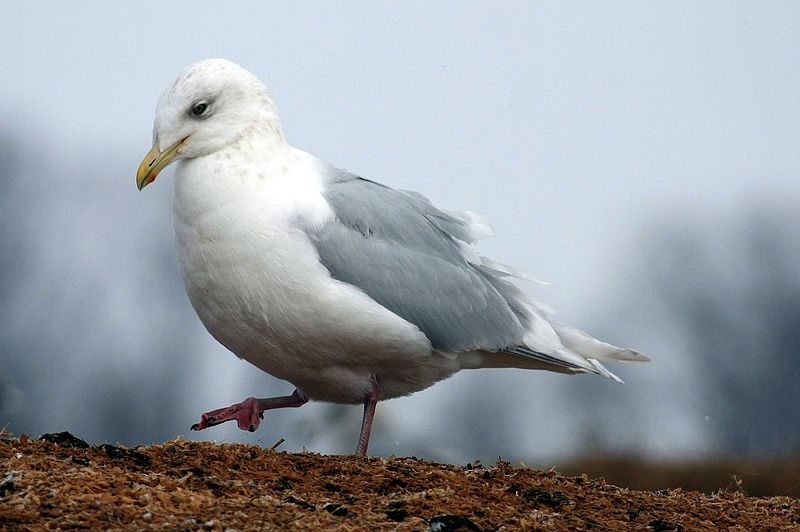 Larus glaucoides