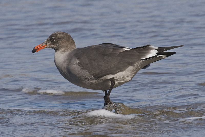 Larus heermanni